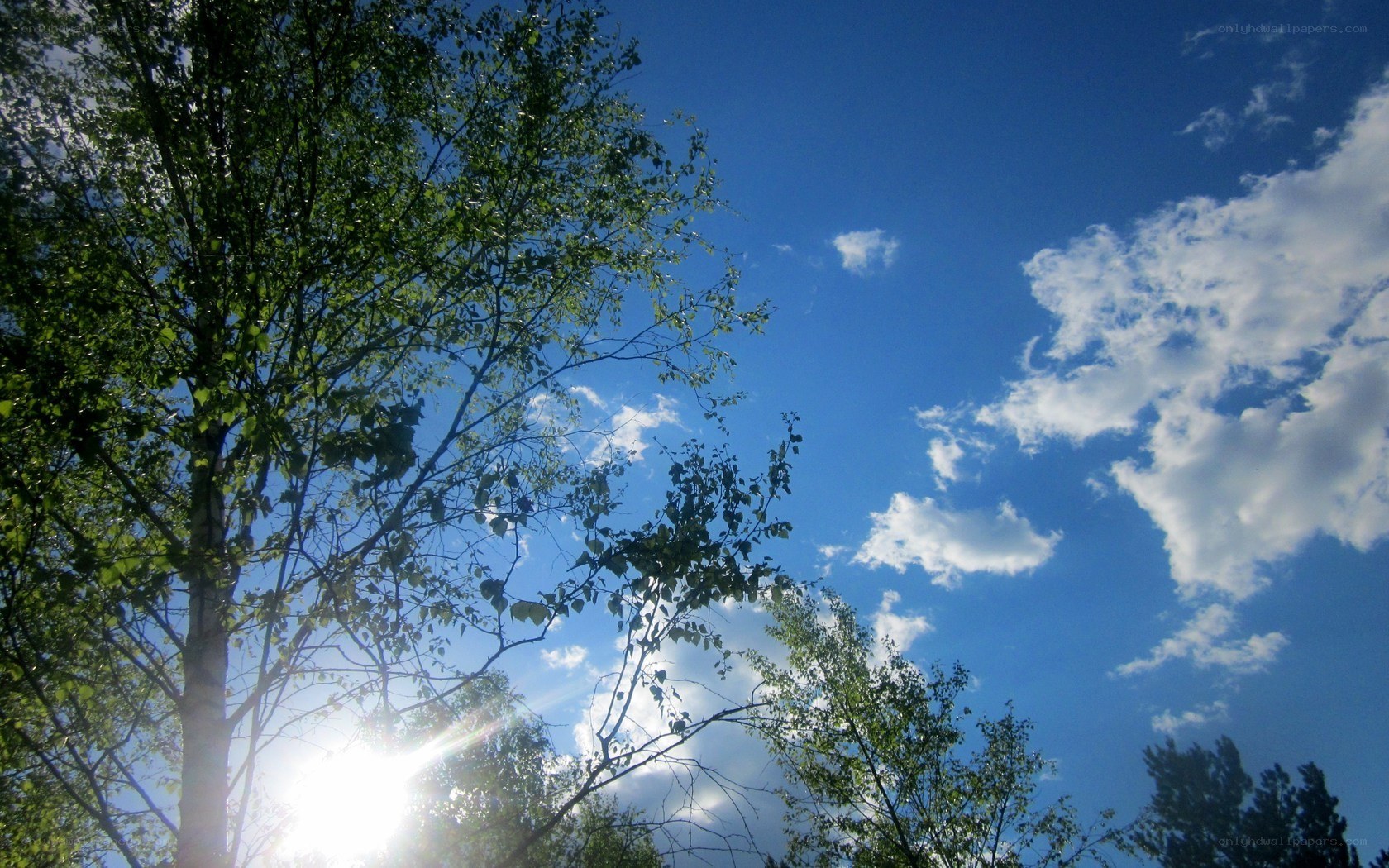 Sunlight through tree branches