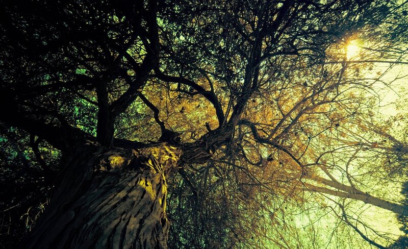 Sunlight through tree branches