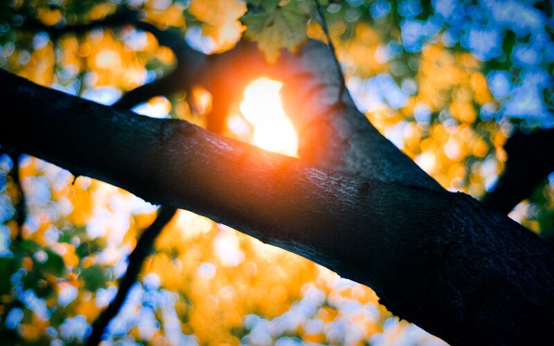 Sunlight through tree branches