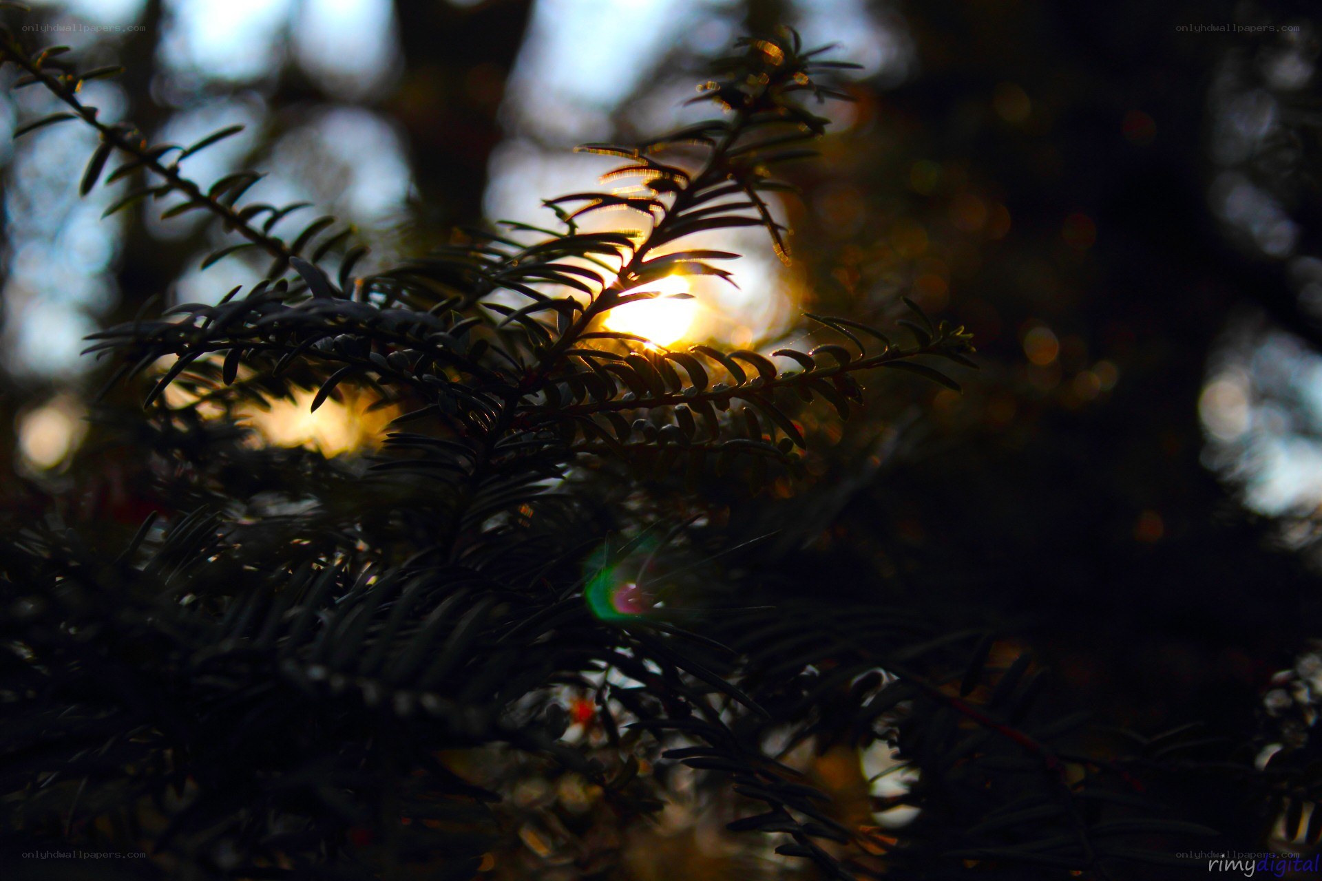 Sunlight through tree branches