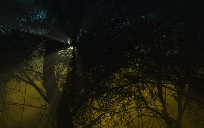 Sunlight through tree branches