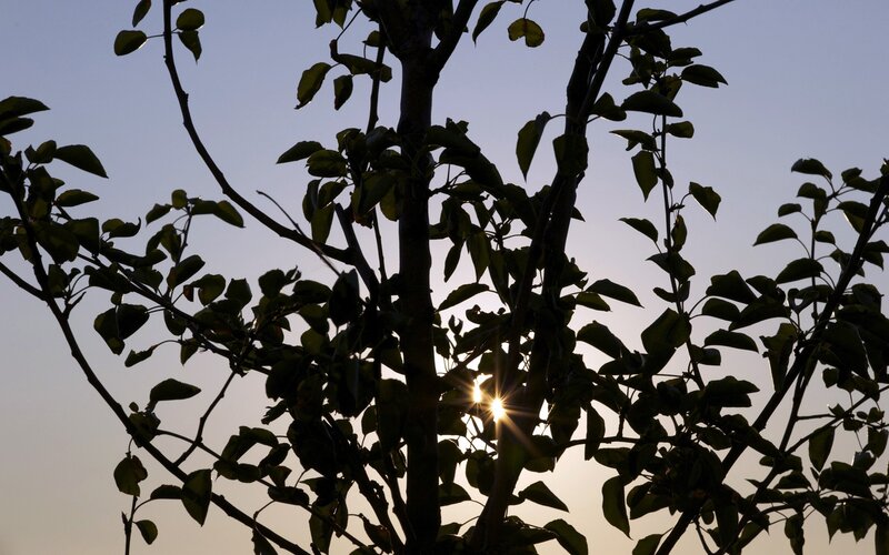 Sunlight through tree branches