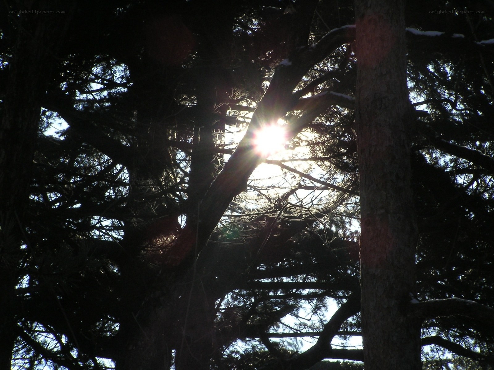 Sunlight through tree branches