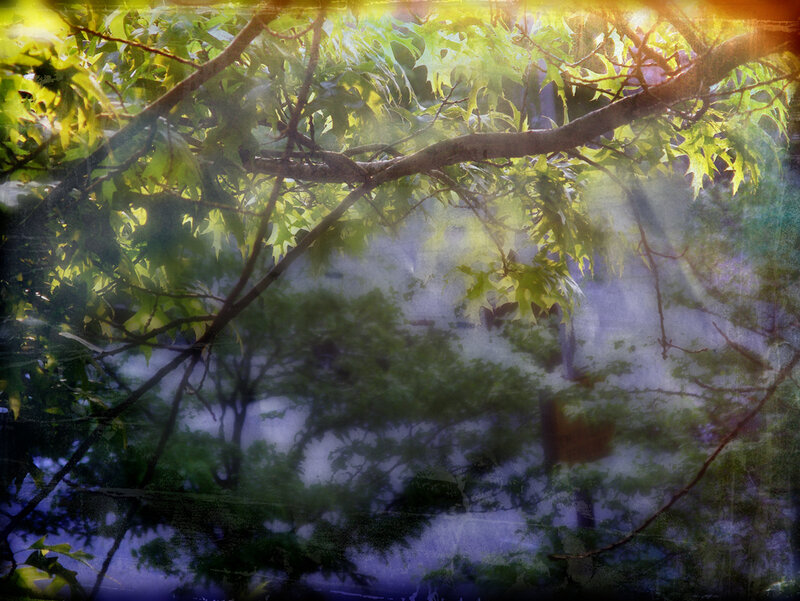 Sunlight through tree branches