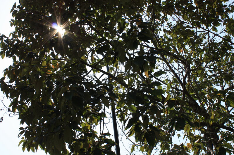 Sunlight through tree branches