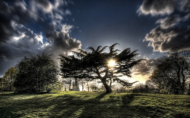 Sunlight through tree branches