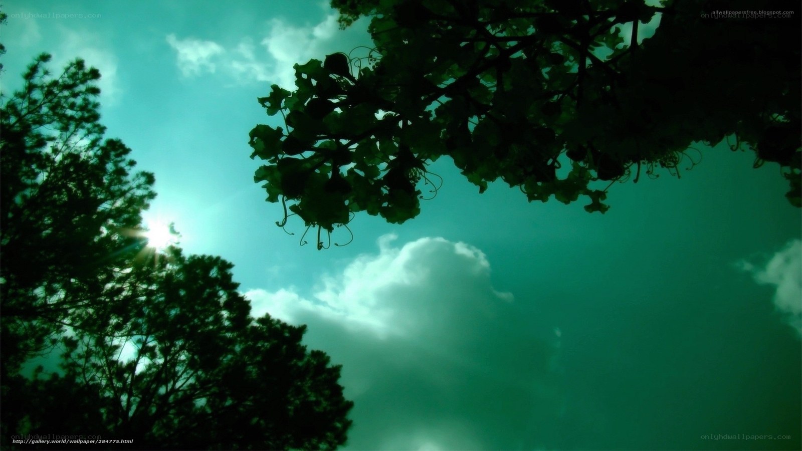 Sunlight through tree branches
