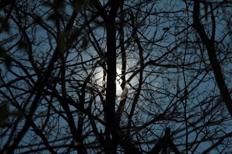 Sunlight Through Tree Branches — Black, Dramatic, Sunset