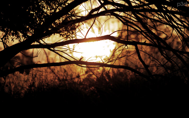 Sunlight Through Tree Branches — Black, Dramatic