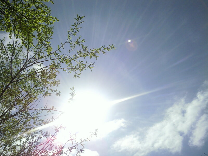Sunlight Through Tree Branches — Blue, Bright