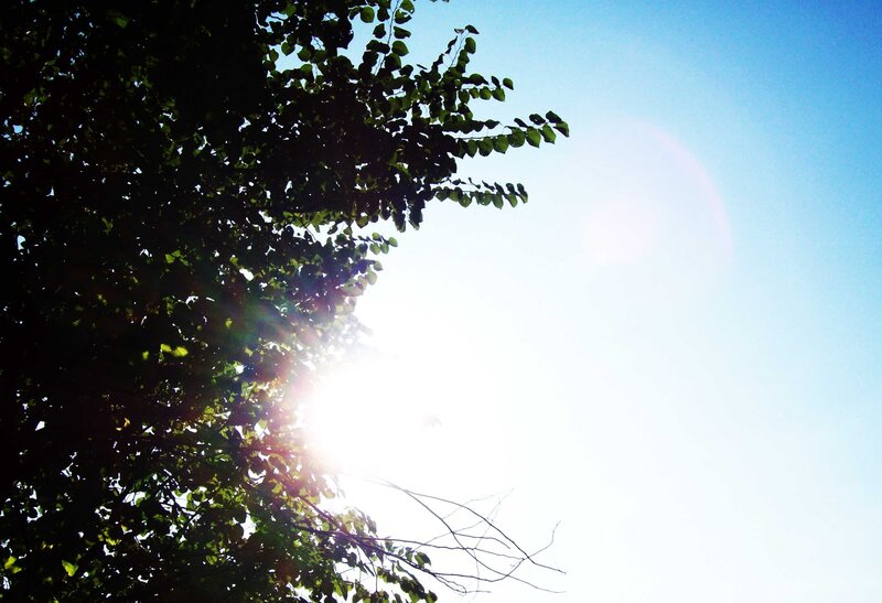 Sunlight Through Tree Branches — Blue, Serene, Afternoon, Photograph