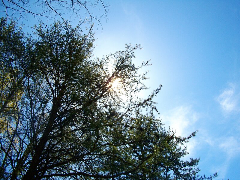 Sunlight Through Tree Branches — Blue, Serene, Afternoon