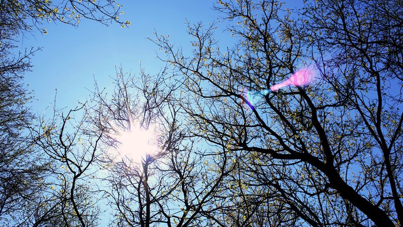 Sunlight Through Tree Branches — Blue, Serene, Spring