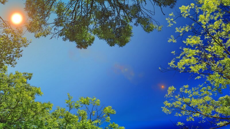 Sunlight Through Tree Branches — Blue, Serene