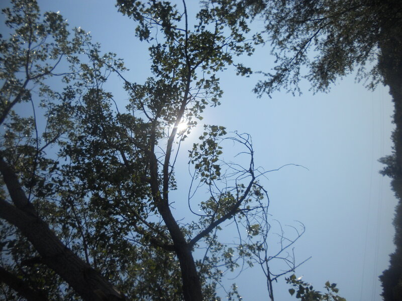 Sunlight Through Tree Branches — Blue