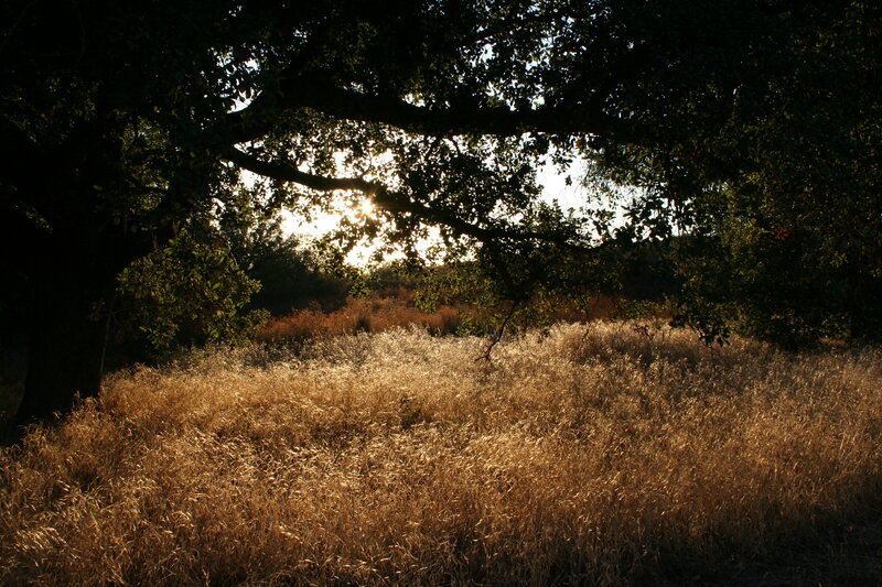 Sunlight Through Tree Branches — Brown, Serene, Sunset