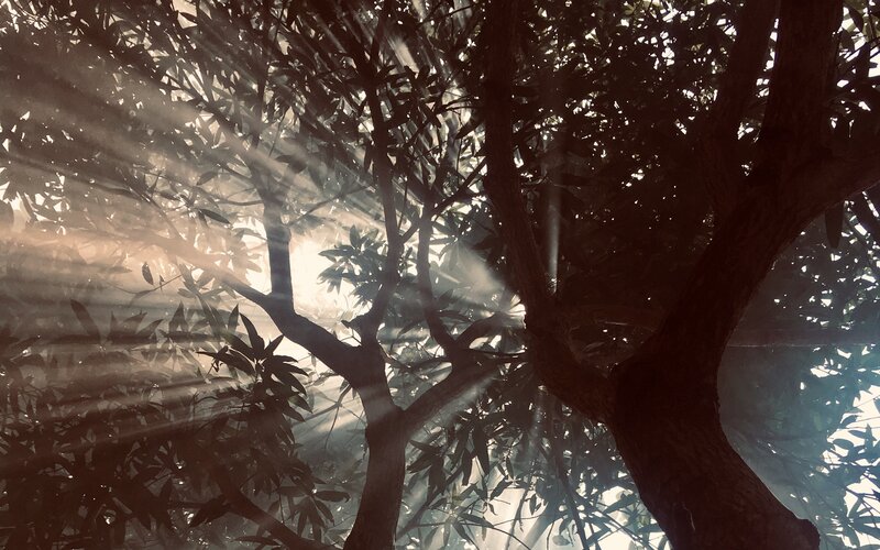Sunlight Through Tree Branches — Brown