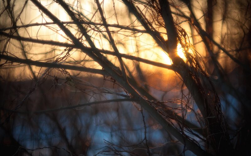 Sunlight Through Tree Branches — Gold