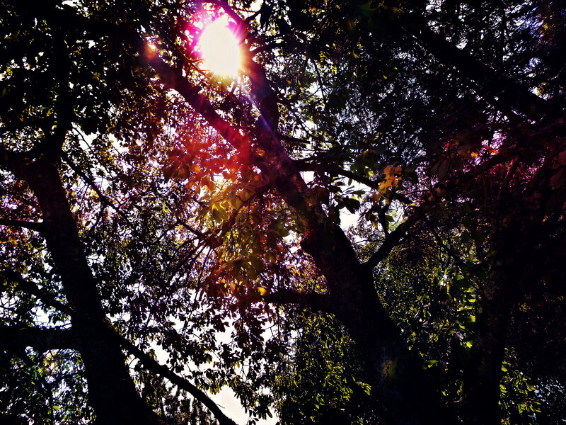 Sunlight Through Tree Branches — Green, Dramatic