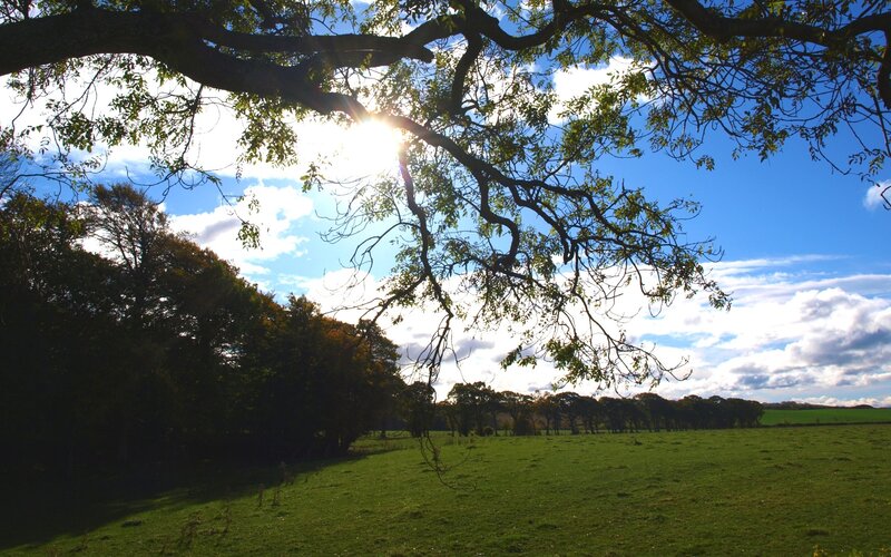 Sunlight Through Tree Branches — Green, Serene, Afternoon, Photograph, Field