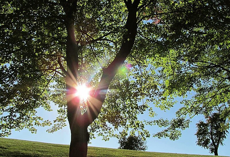 Sunlight Through Tree Branches — Green, Serene, Afternoon, Photograph, Sky