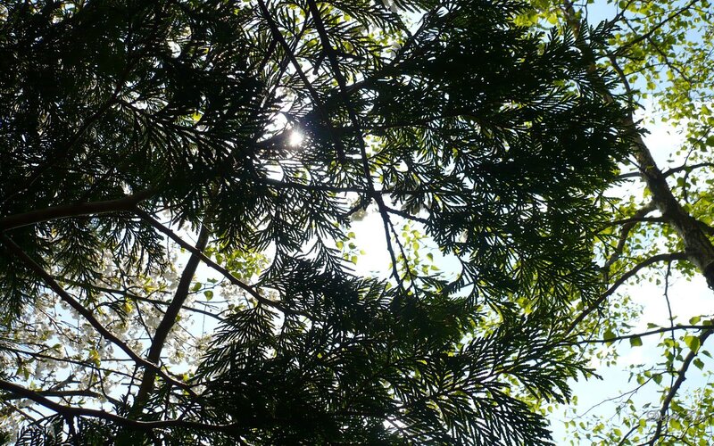 Sunlight Through Tree Branches — Green, Serene, Afternoon, Photograph, Sun, Leaves