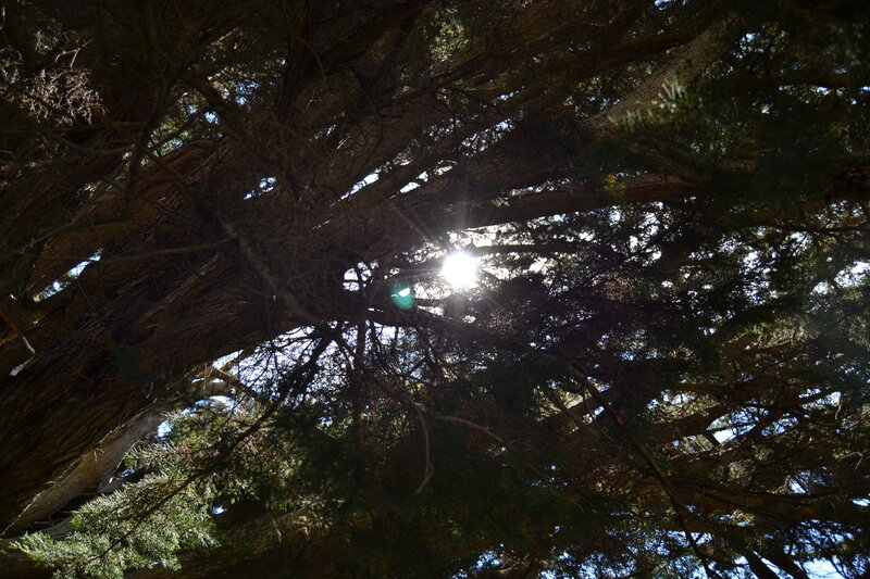 Sunlight Through Tree Branches — Green, Serene, Afternoon, Photograph, Sun
