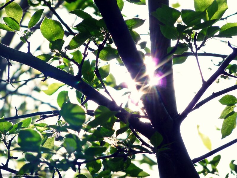 Sunlight Through Tree Branches — Green, Serene, Afternoon, Photograph