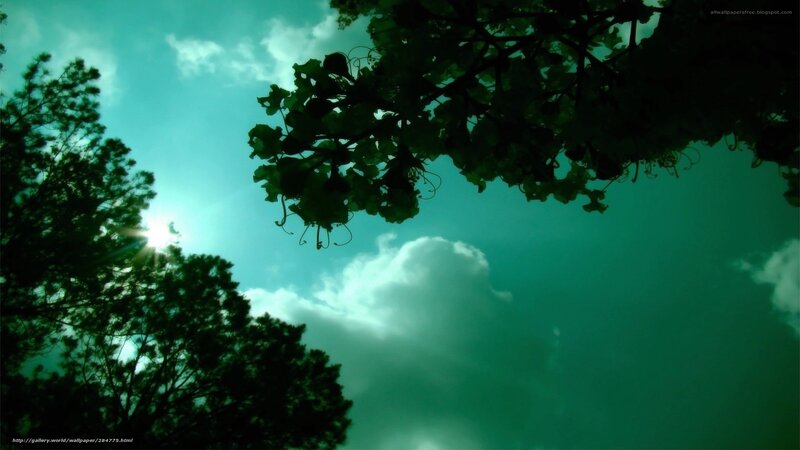 Sunlight Through Tree Branches — Green, Serene, Afternoon, Photograph, Trees