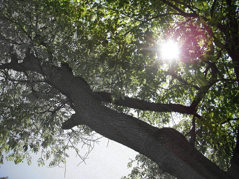 Sunlight Through Tree Branches — Green, Serene, Afternoon