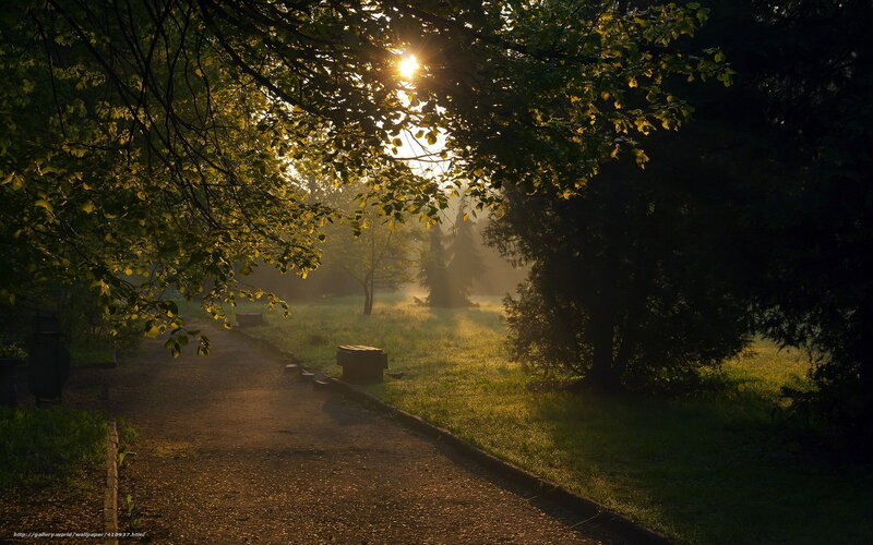 Sunlight Through Tree Branches — Green, Serene, Morning, Photograph, Path