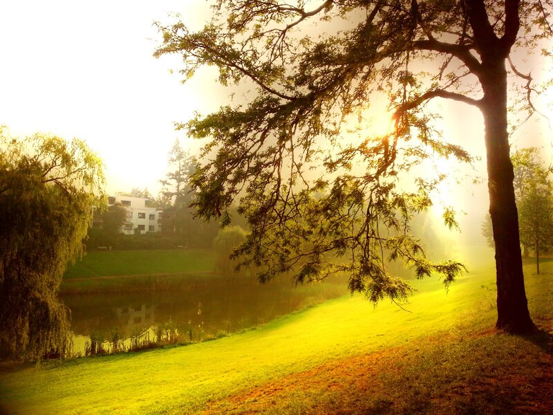 Sunlight Through Tree Branches — Green, Serene, Morning, Photograph, Pond