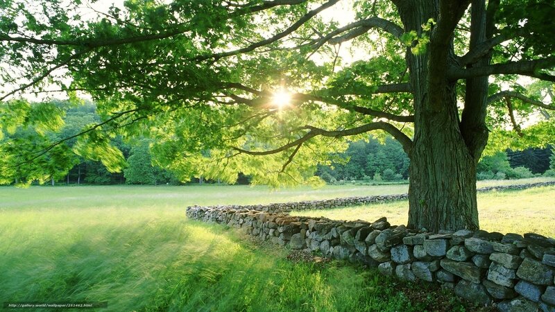 Sunlight Through Tree Branches — Green, Serene, Morning, Photograph, Stone Wall