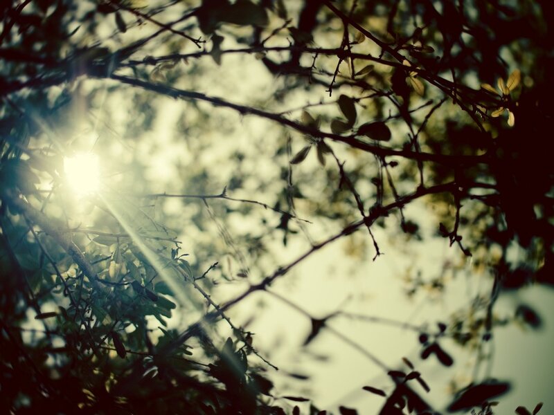Sunlight Through Tree Branches — Green, Serene, Morning, Photograph