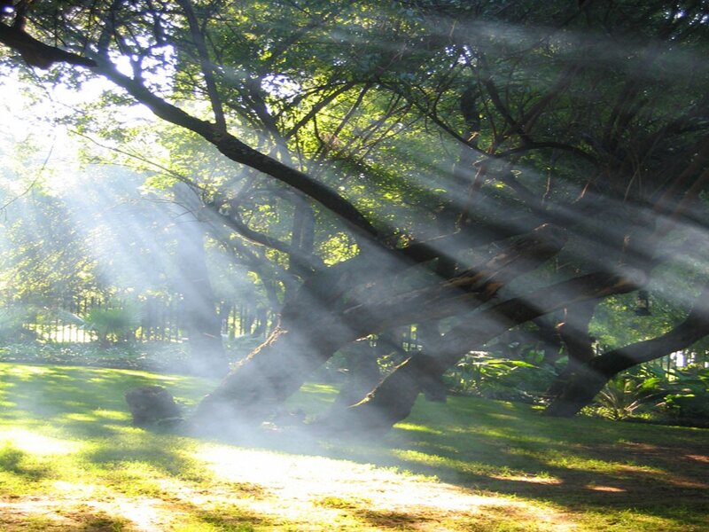 Sunlight Through Tree Branches — Green, Serene, Morning, Photograph, Trees