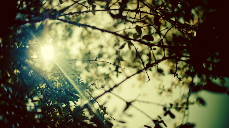 Sunlight Through Tree Branches — Green, Serene, Sunset, Photograph, Leaves
