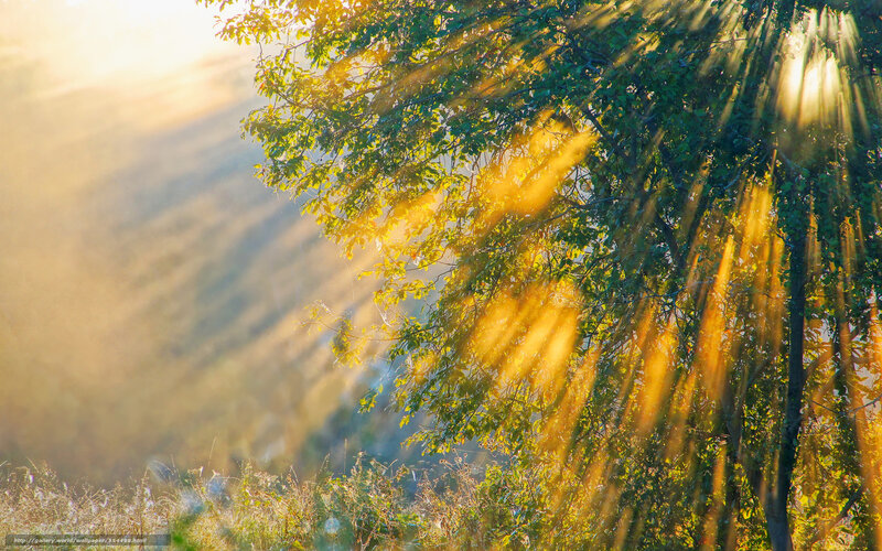 Sunlight Through Tree Branches — Green, Serene, Sunset, Photograph, Sunbeams, Hillside