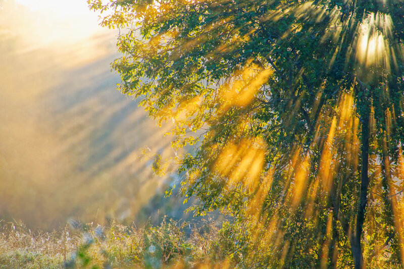 Sunlight Through Tree Branches — Green, Serene, Sunset, Photograph, Sunbeams