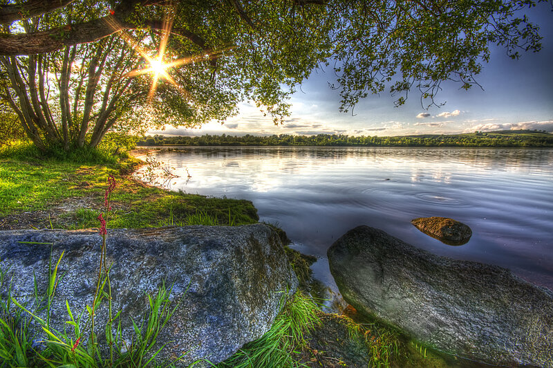 Sunlight Through Tree Branches — Green, Serene, Sunset, Photograph