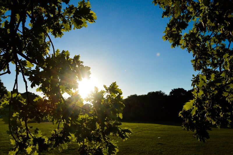 Sunlight Through Tree Branches — Green, Serene, Sunset, Photograph, Trees, Grass
