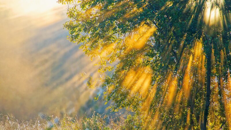 Sunlight Through Tree Branches — Green, Serene, Sunset, Photograph, Trees, Sunbeams