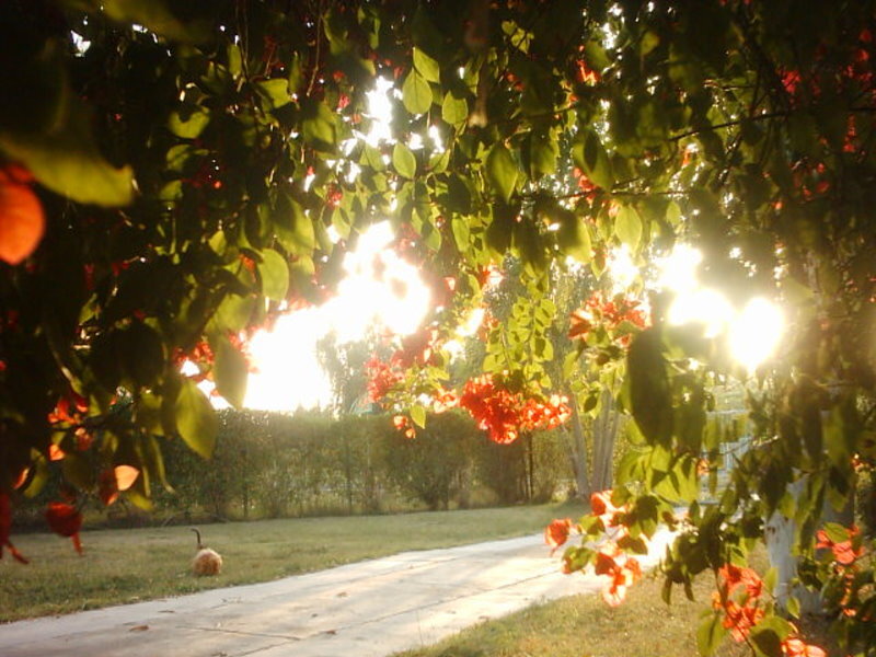 Sunlight Through Tree Branches — Green, Serene, Sunset, Photograph, Trees