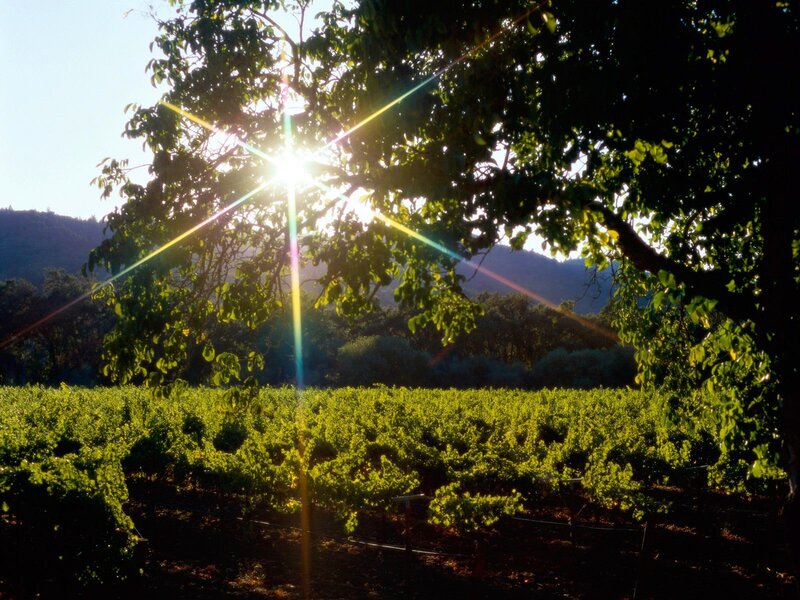Sunlight Through Tree Branches — Green, Serene, Sunset, Photograph, Vineyard, Trees