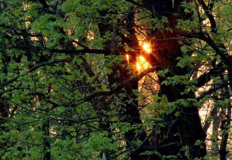 Sunlight Through Tree Branches — Green, Serene, Sunset