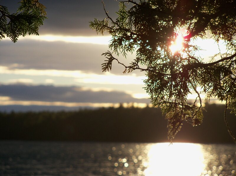 Sunlight Through Tree Branches — Green, Serene