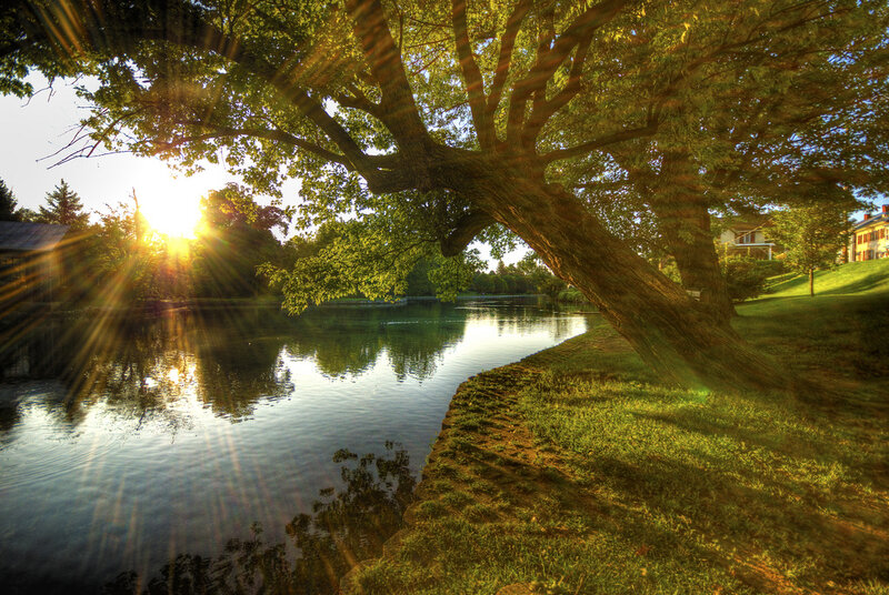 Sunlight Through Tree Branches — Green