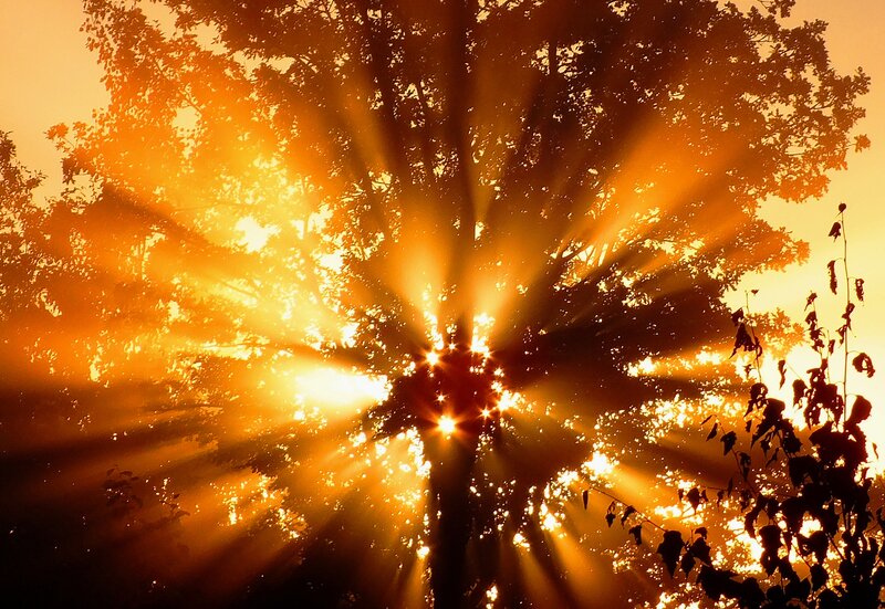 Sunlight Through Tree Branches — Orange