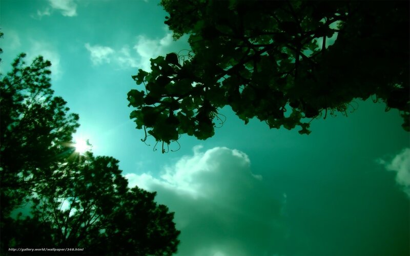 Sunlight through tree branches