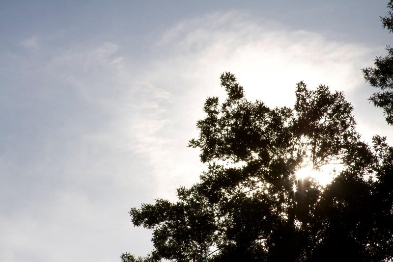 Sunlight Through Tree Branches — White, Serene
