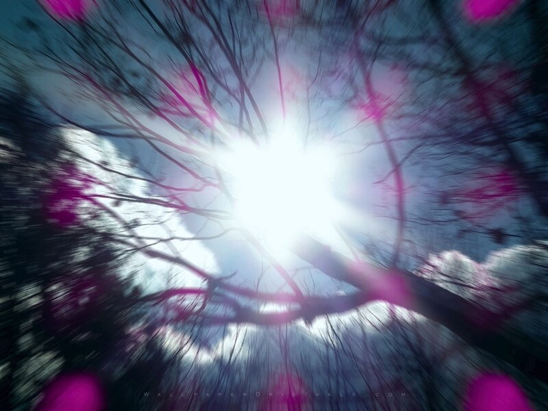 Sunlight Through Tree Branches — White